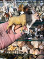 فیگور گاو کوهی بزرگ Giant Eland Antelope