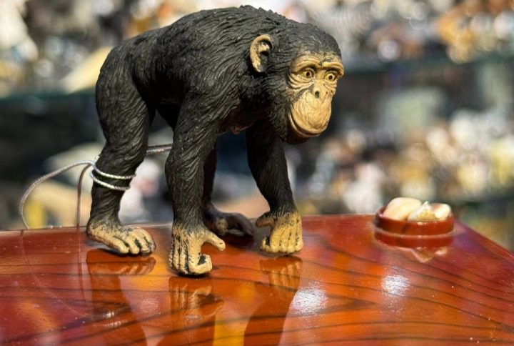 فیگور Chimpanzee Female