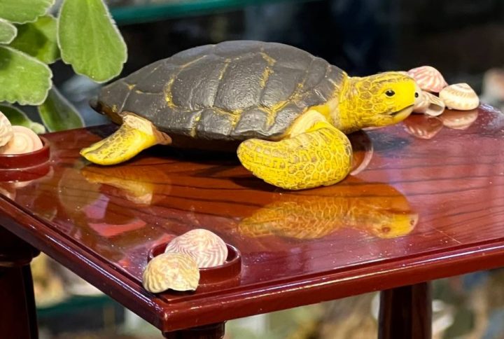 فیگور Loggerhead Turtle