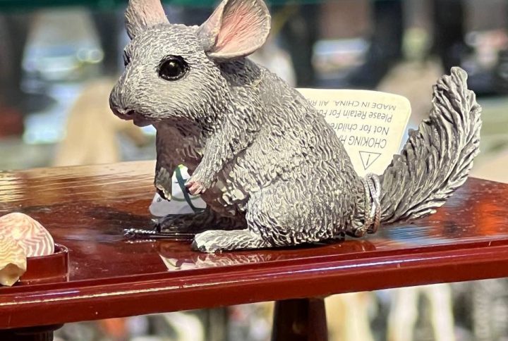 فیگور Long Tailed Chinchilla