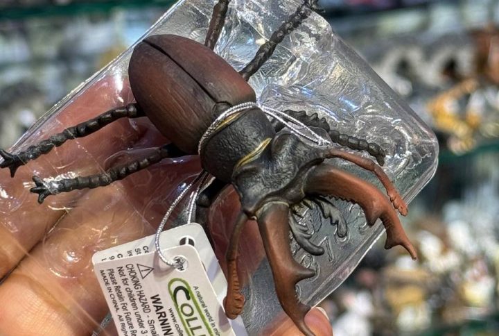 فیگور Stag Beetle